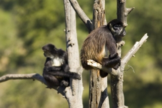 monos en bioparque